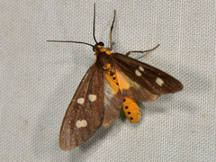 Dysauxes famula