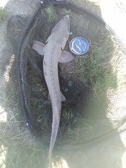 Scaphirhynchus platorynchus