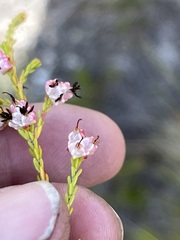 Erica spumosa