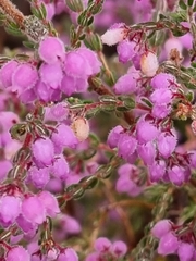 Erica hirtiflora