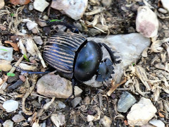 Scarabaeus laticollis