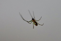 Leucauge argyrobapta