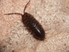Cylisticus convexus