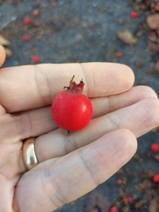 Crataegus crus-galli