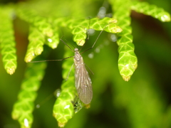 Trichoceridae
