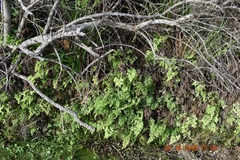 Adiantum aethiopicum