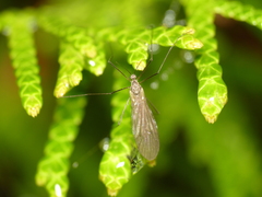 Trichoceridae