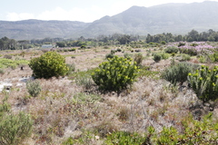 Leucadendron laureolum