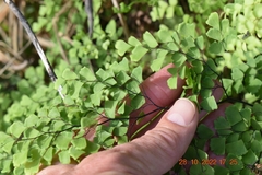 Adiantum aethiopicum