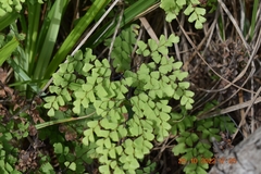 Adiantum aethiopicum