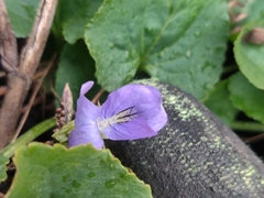 Viola cucullata