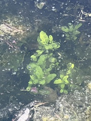 Callitriche stagnalis
