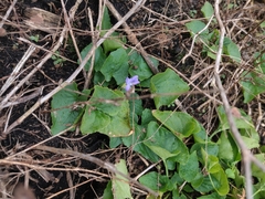 Viola cucullata
