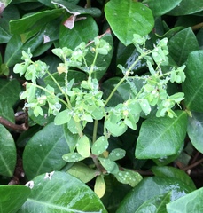 Euphorbia peplus