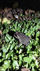 Duttaphrynus melanostictus