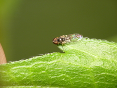 Pipunculidae