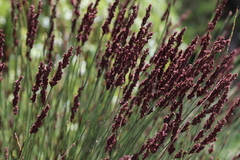 Elegia tectorum