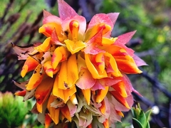 Liparia splendens splendens