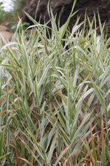 Phalaris arundinacea picta