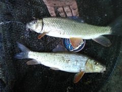 Moxostoma erythrurum