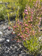 Erica spumosa