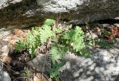 Myriopteris alabamensis