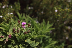 Pelargonium citronellum