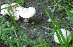 Agaricomycotina