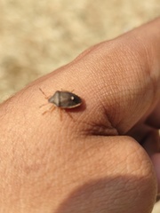 Holcostethus limbolarius