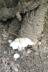 Agaricomycotina