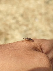 Holcostethus limbolarius