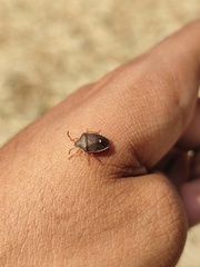 Holcostethus limbolarius