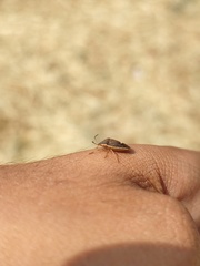 Holcostethus limbolarius