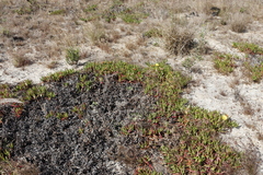 Carpobrotus edulis edulis