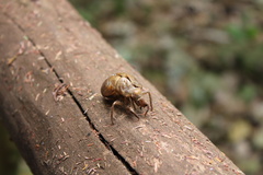 Cicadinae