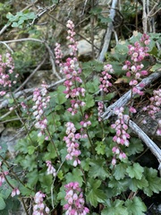 Rhodoheuchera