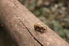 Cicadinae
