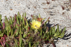 Carpobrotus edulis edulis