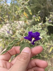 Solanum houstonii