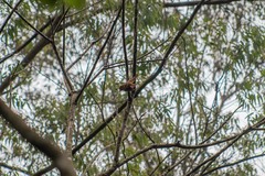 Pachyramphus validus