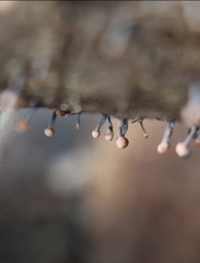 Nectria pseudotrichia