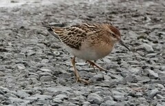 Calidris acuminata