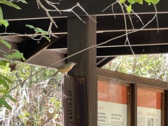 Colluricincla rufogaster