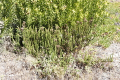 Pseudoselago serrata