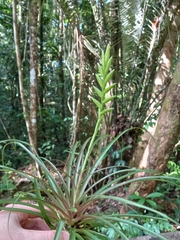 Lemeltonia monadelpha