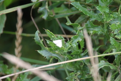 Udea lutealis