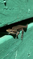 Spondylurus nitidus