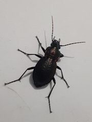 Carabus lusitanicus