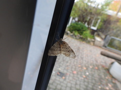 Epirrita dilutata