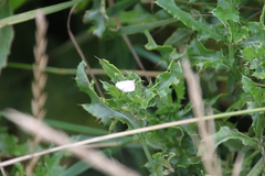 Udea lutealis